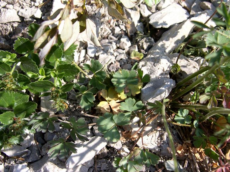 Aquilegia einseleana / Aquilegia di Einsele